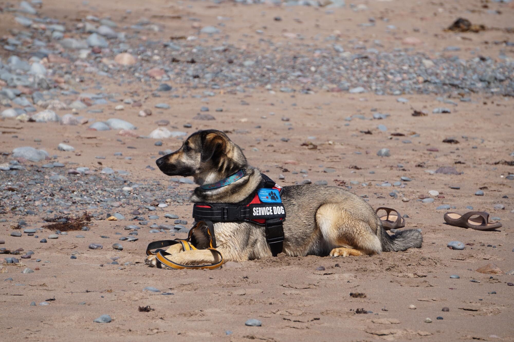 The Difference Between Service Animals, Emotional Support Animals, and Pets in Bethesda, MD